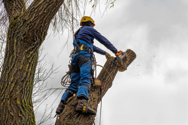 Professional Tree Care  in Foxfire, NC