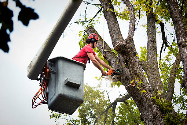 How Our Tree Care Process Works  in  Foxfire, NC