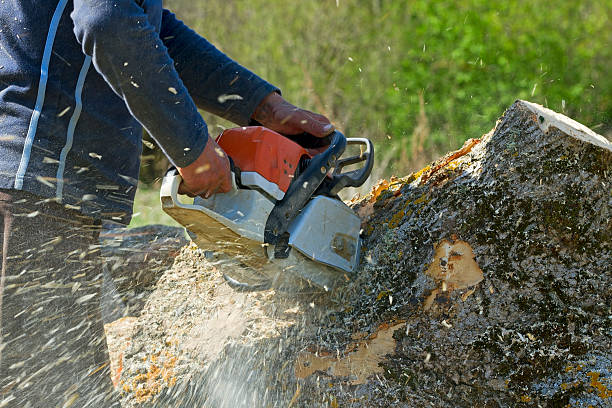 Best Arborist Consultation Services  in Foxfire, NC